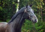 Hevoset