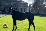 3 v. Irish Sport Horse tamma