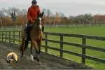5 vuotias Irish Sport Horse tamma