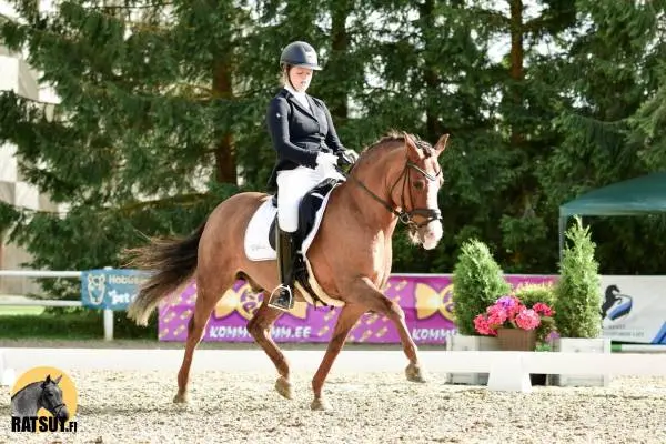  Dressage Pony Raigo for sale (Estonian Horse)