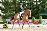  Dressage Pony Raigo for sale (Estonian Horse)