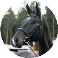 Ratsut.fi - Myytävät hevoset
